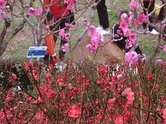 -桃花涧