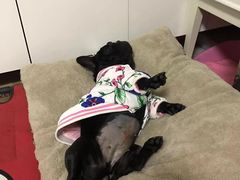 术后三天，伤口已经慢慢愈合了-伟伟宠物医院·CT影像中心·瑞派犬猫综合性门诊(汉口总院)