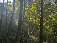 -广州市帽峰山景区