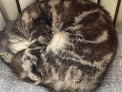 -海边的猫和咖啡馆
