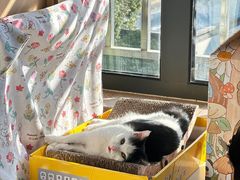 -艾贝尔宠物医院 ·内科全科(梁溪路店)