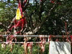 -王顺山国家森林公园