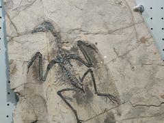 -辽宁古生物博物馆