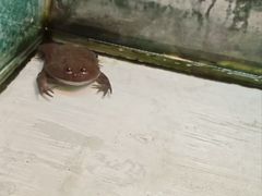 -上海大自然野生昆虫馆(东方明珠·爬宠昆虫探索中心)