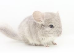 -龙猫仔乐园(惠福东路店)