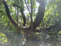 -牛鱼嘴原始生态风景区