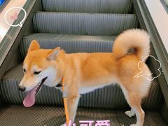 -深圳龙华星河COCO City(民治店)