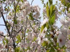 -西安青龙寺遗址景区