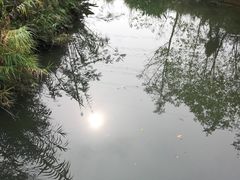 -桤木河湿地公园