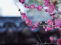 -苏州上方山国家森林公园