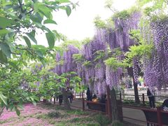 -嘉定紫藤园