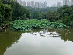 -龙头寺公园