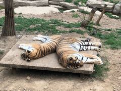 -大连森林动物园