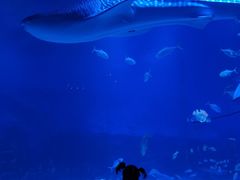 -烟台海昌鲸鲨海洋公园