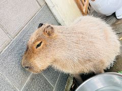-合肥野生动物园