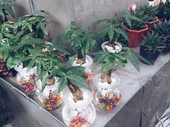 -龙大花卉苗木市场