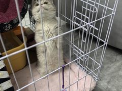 -伟伟宠物医院·CT影像中心·瑞派犬猫综合性门诊(汉口总院)