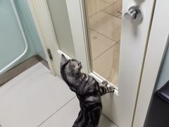 -纳吉亚猫专科动物医院博雅分院