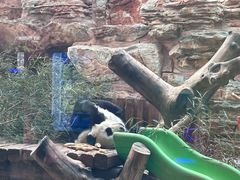 -石家庄市动物园