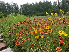 -溱湖国家湿地公园