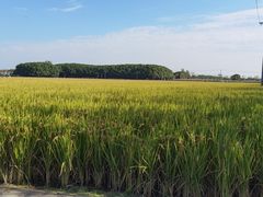 -嘉北郊野公园