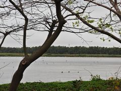 -大湾区中央湿地公园