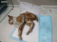 盛京一禾-盛京一禾