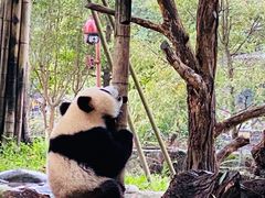 -都江堰中华大熊猫苑