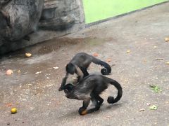 -石家庄市动物园