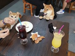 -柴源莊·柴小宠柴犬咖啡