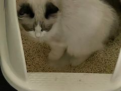 -lincat·猫舍(广州店)