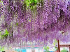 -嘉定紫藤园
