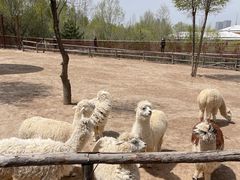 -青藏高原野生动物园