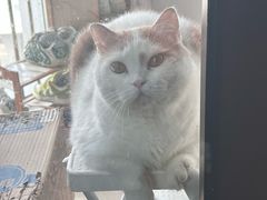 -艾贝尔宠物医院·24H转诊中心·肿瘤猫专科(江宁双龙店)