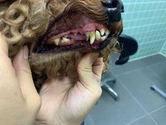 -哈尼爱宠·宠物生活会馆