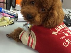 iphone_upload_pic-爱宠屋pet shop·宠物洗澡·宠物美容