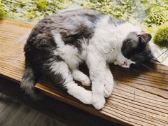 -海边的猫和咖啡馆