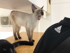 -李小姐の猫咖啡馆(五角场店)