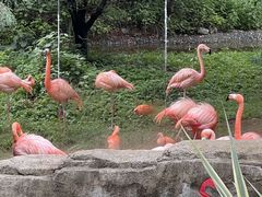 -云南野生动物园