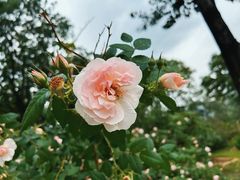 -国家植物园