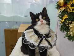 -爱洗澡的猫(望京店)