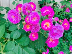 -静之湖湖畔餐厅