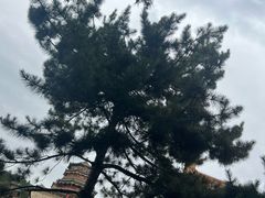 -颐和园