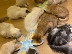 -猫腻·猫咖·撸猫馆(星光大道店)