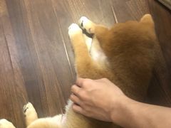 -柯斗斗主题餐厅·狗咖·围炉煮茶·茶饮(国瑞升平里店)