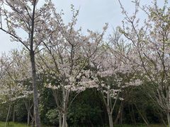 -上海海湾国家森林公园