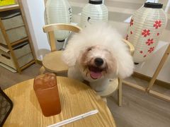 -柴迷FANS CLUB·柴犬狗咖·猫咖