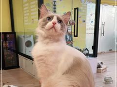 -Bastet sally猫舍购宠(静安店)