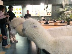 -上海大自然野生昆虫馆(东方明珠·爬宠昆虫探索中心)