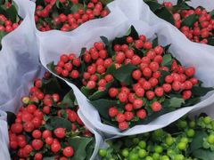 -循礼门鲜花花市(武汉循礼门店)